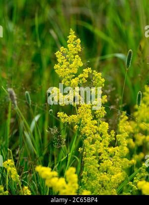 Lady`s Bedstraw (Galium verum) wächst auf dem Lammas Feld (St. Mary`s Lands), Warwick, Warwickshire, England, Großbritannien Stockfoto